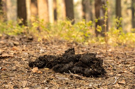 does a bear poop in the woods|Does a Bear Poop in the Woods: Definition, Meaning and Origin.